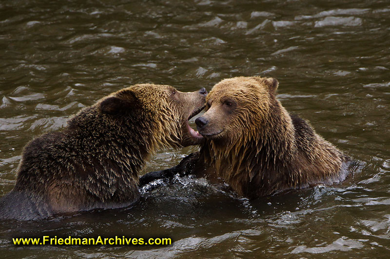 bear,bears,nature,wild,brown,wild,fuzzy,water,
